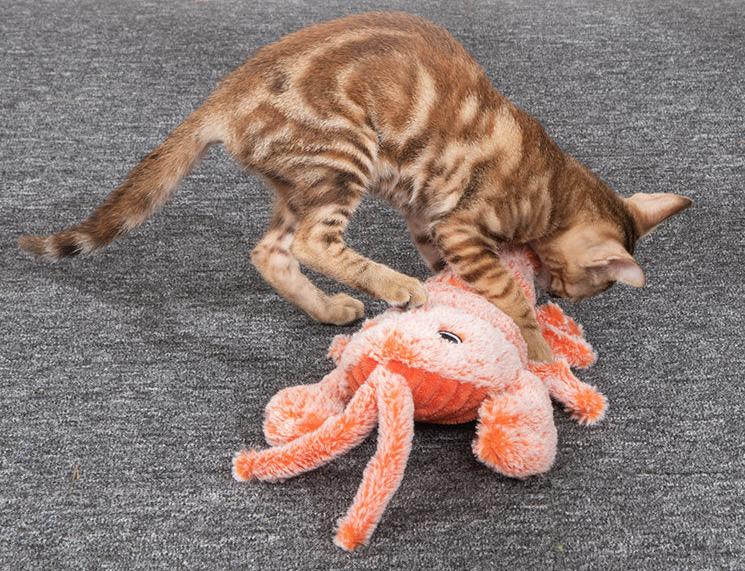 Aragosta e squaletto elettrici per gattini