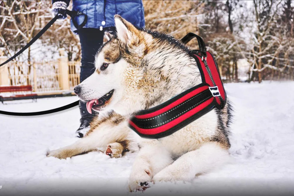 Pettorina per cani in nylon